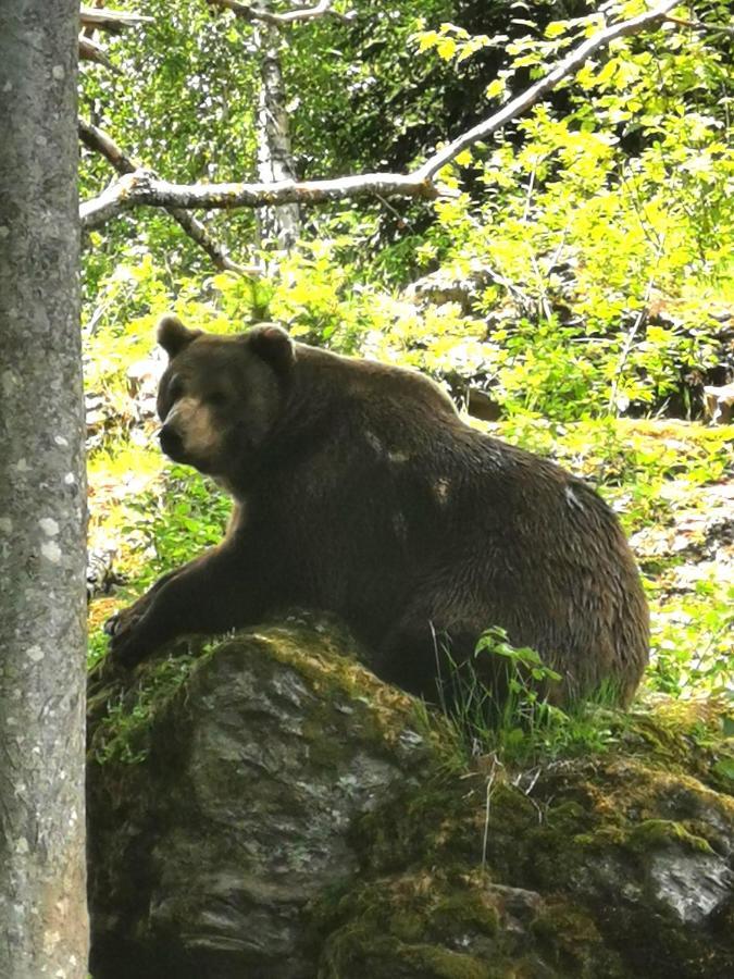 Anno - Wohlfuehlen Am Bachal In Altschoenau Neuschönau Kültér fotó